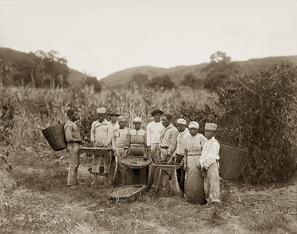 Marc Ferrez/ Coleção Gilberto Ferrez/ Acervo Instituto Moreira Salles | Escravos na colheita do café | Rio de Janeiro, RJ, c. 1882